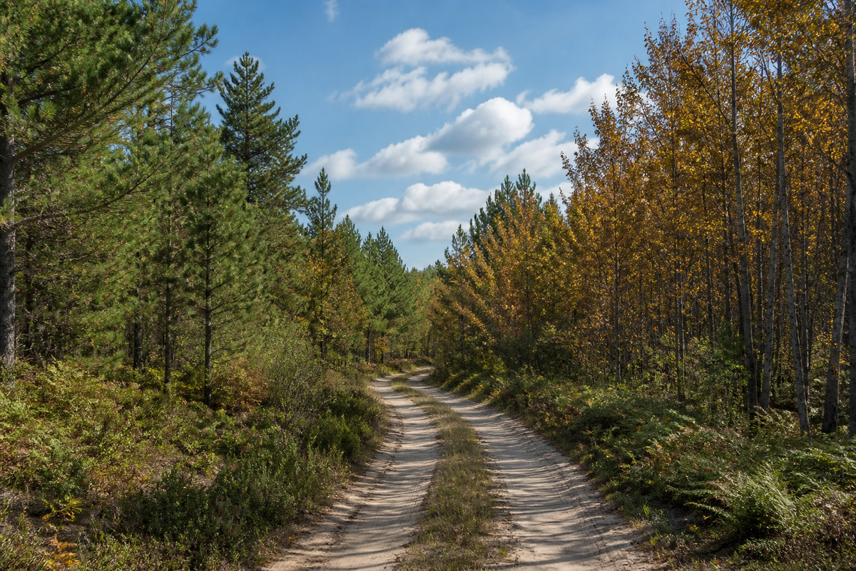 Northern Michigan two-track through jack pine and hardwood with a sandy road surface in early autumn